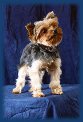 Yorkiepuppies Youtube on More Search Term Q   A   From Wedding Tattoos To Yorkie Puppy Cuts